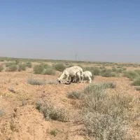 میش|حیوانات مزرعه|سیرجان, |دیوار