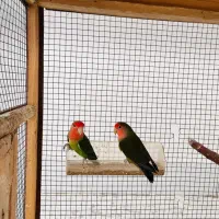 جفت طوطی|پرنده|بندر کنگان, |دیوار