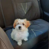 سگ شیتزو اصل|سگ|ارومیه, |دیوار