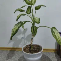 گل دیفن باخیا