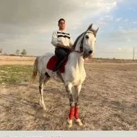 اسب|اسب و تجهیزات اسب‌سواری|ری, علایین|دیوار