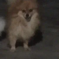پامر نر جهت جفت یابی