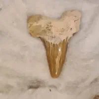 فروش فسیل تریلوبیت و دندان کمیاب ۴۰۰ میلیون ساله|کلکسیون اشیاء عتیقه|تهران, پاسداران|دیوار