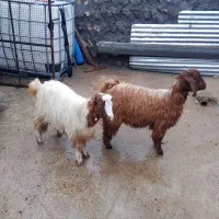 بز غاله ماده