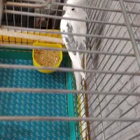 دوکت البینو|پرنده|قزوین, |دیوار