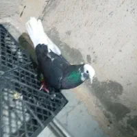 نره شازده سیاه درجه یک