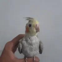 عروس هلندی|پرنده|بافت, |دیوار