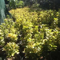 فروش شمشاد طلایی ریشه پر تنکابن