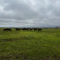 ویلا/ماسال/۱۰۰۰ متر/رشت