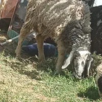 بره و نری محلی چاق