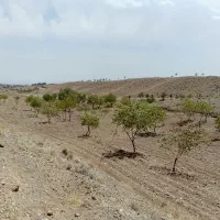 سه هزار متر زمین|فروش زمین و ملک کلنگی|سبزوار, کراب|دیوار