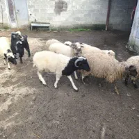 یکساله های نر ماده تالشی|حیوانات مزرعه|شاندرمن, |دیوار