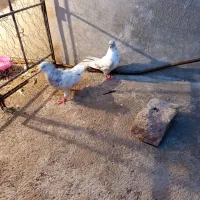 قناری|پرنده|پاکدشت, پاکدشت (مامازند)|دیوار