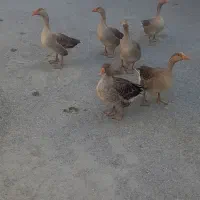 غازدونی یک میلیون ودویست