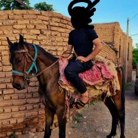 اسب|اسب و تجهیزات اسب‌سواری|نصر آباد, |دیوار