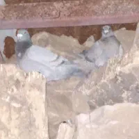 کبوتر|پرنده|دهدشت, |دیوار