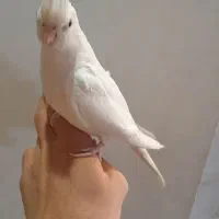 عروس هلندی آلبینو|پرنده|ری, امین آباد|دیوار