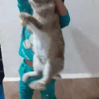 خرگوش بز رگ وخوب|موش و خرگوش|هامون, |دیوار