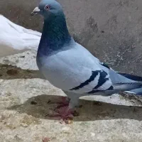 پلاکی|پرنده|بروجرد, |دیوار