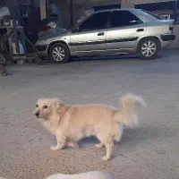 نر و ماده پامر اشپیتز
