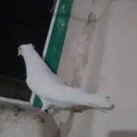 سفید  نوک جمع