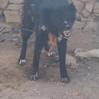 نر قدرجونی قد ۸۰ درشت