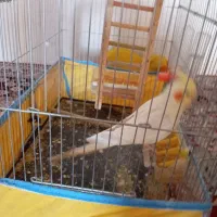 عروس هلندی|پرنده|فسا, |دیوار