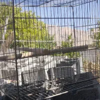 عروس هلندی جفت|پرنده|لردگان, |دیوار