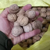 گردو امسالی با قیمت عالی