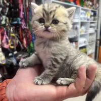 گربه بریتیش|گربه|زنجان, |دیوار