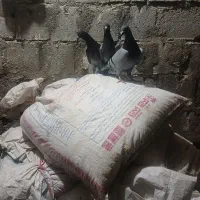کبوترپلاکی