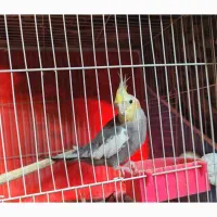 عروس هلندی پرورش خانگی|پرنده|مشهد, ادیب نیشابوری (شهرک غرب)|دیوار