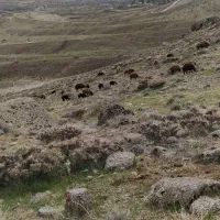 استخدام در دامداری با مزایا بالا