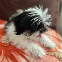 سگ شیتزو فلت|سگ|شیراز, نیایش|دیوار