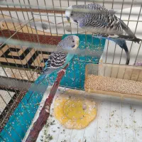 جفت مرغ عشق ـ جفت فنچ|پرنده|خوسف, |دیوار