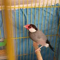 یک جفت فنچ نرگسی