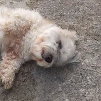 فروش سگ شیتزو تریر  نر