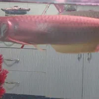 ماهی آروانا