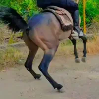 اسب کرد|اسب و تجهیزات اسبسواری|ابهر, |دیوار