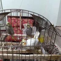 عروس هلندی|پرنده|تربت‌حیدریه, ۴۵ متری|دیوار