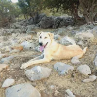 واگذاری سگ پژدر دهن پاک کشیده بگیر و با وفا