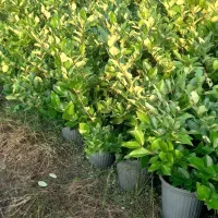 یاس هلندی سطل ۱۰