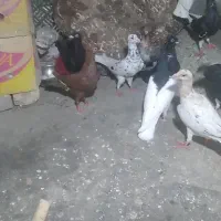 همه باهم فروخته میشن