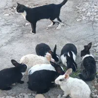 خرگوش|موش و خرگوش|دهدشت, |دیوار