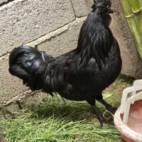 تخم‌نطفه دار آیام‌ سمانی اصیل اندونزی