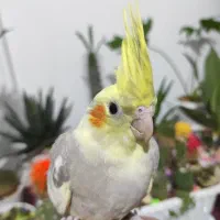 جوجه عروس فنچ