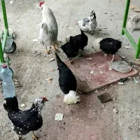 تخم‌مرغ زینتی کاکل سفید