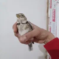 سهره خاکی نر