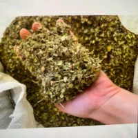 فروش آویشن محلی