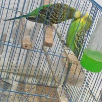 مرغ عشق سرحال|پرنده|سردشت, |دیوار